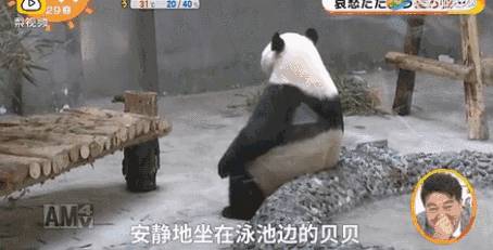 笑哭~看到这只网红熊猫网友笑翻，是热到怀疑人生了吗？