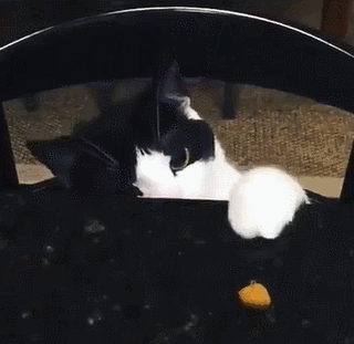 可别轻易被猫咪的小把戏给骗了