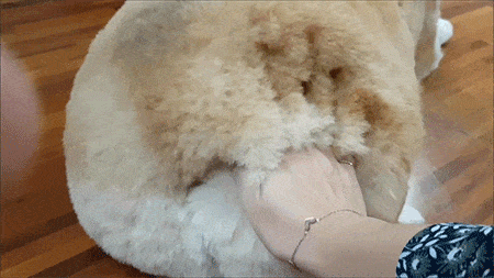 kuma拥有这样的屁股,并不是因为它很胖或是它走路本身就歪歪斜斜的