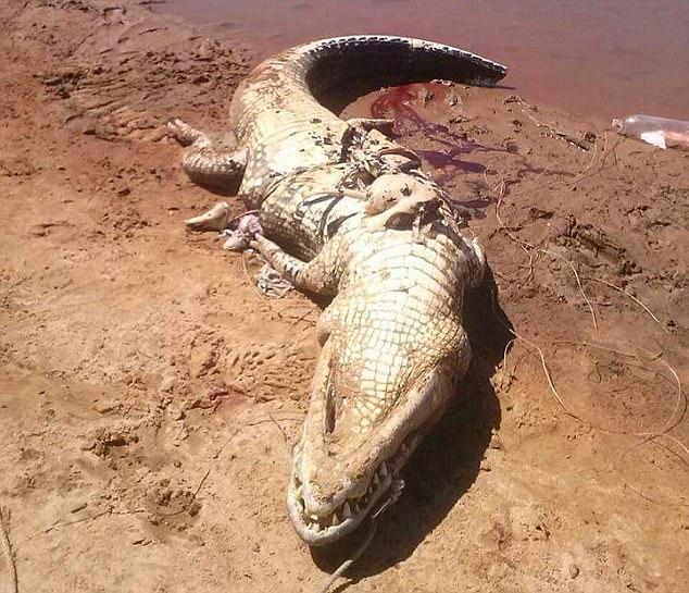 村民捕获一条4米长的大鳄鱼，体内竟发现失踪村民的尸骨