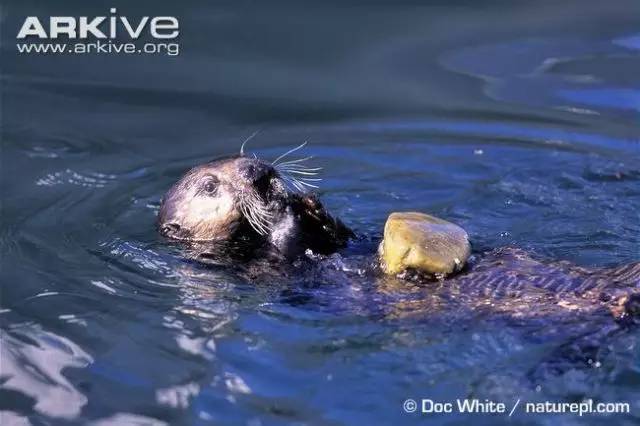 这是海獭还是水獭?你了解过你的表情包吗