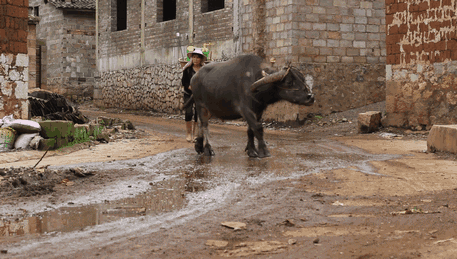 偶遇一位农村妇女背着篮子,赶着水牛,貌似刚刚从田里回家!