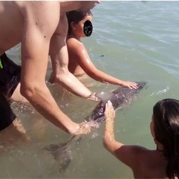 游客为合影自拍，将搁浅小海豚吓死了