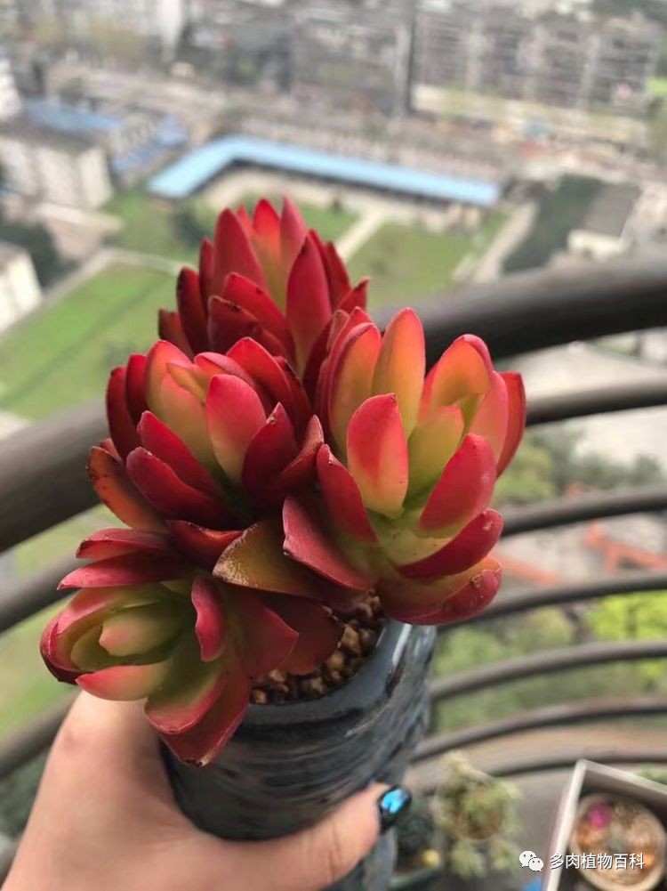 刻意不如随意,大自然才是最了不起的养肉大神
