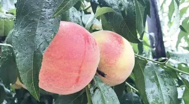 吃呗 | 用生物动力种植的桃子，保证你没吃过！