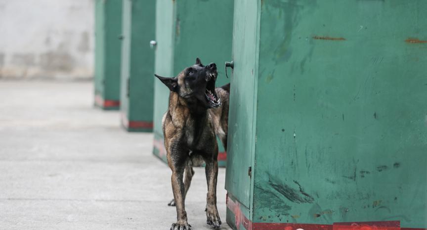探访武汉消防搜救犬基地 军犬价格约20万元