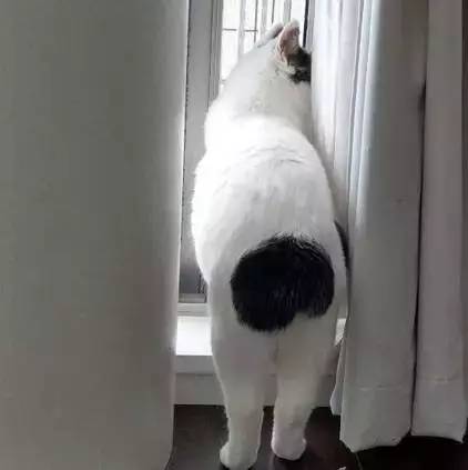 主人表示,家里的猫屁股老特么性感了,来感受下_凤凰资讯
