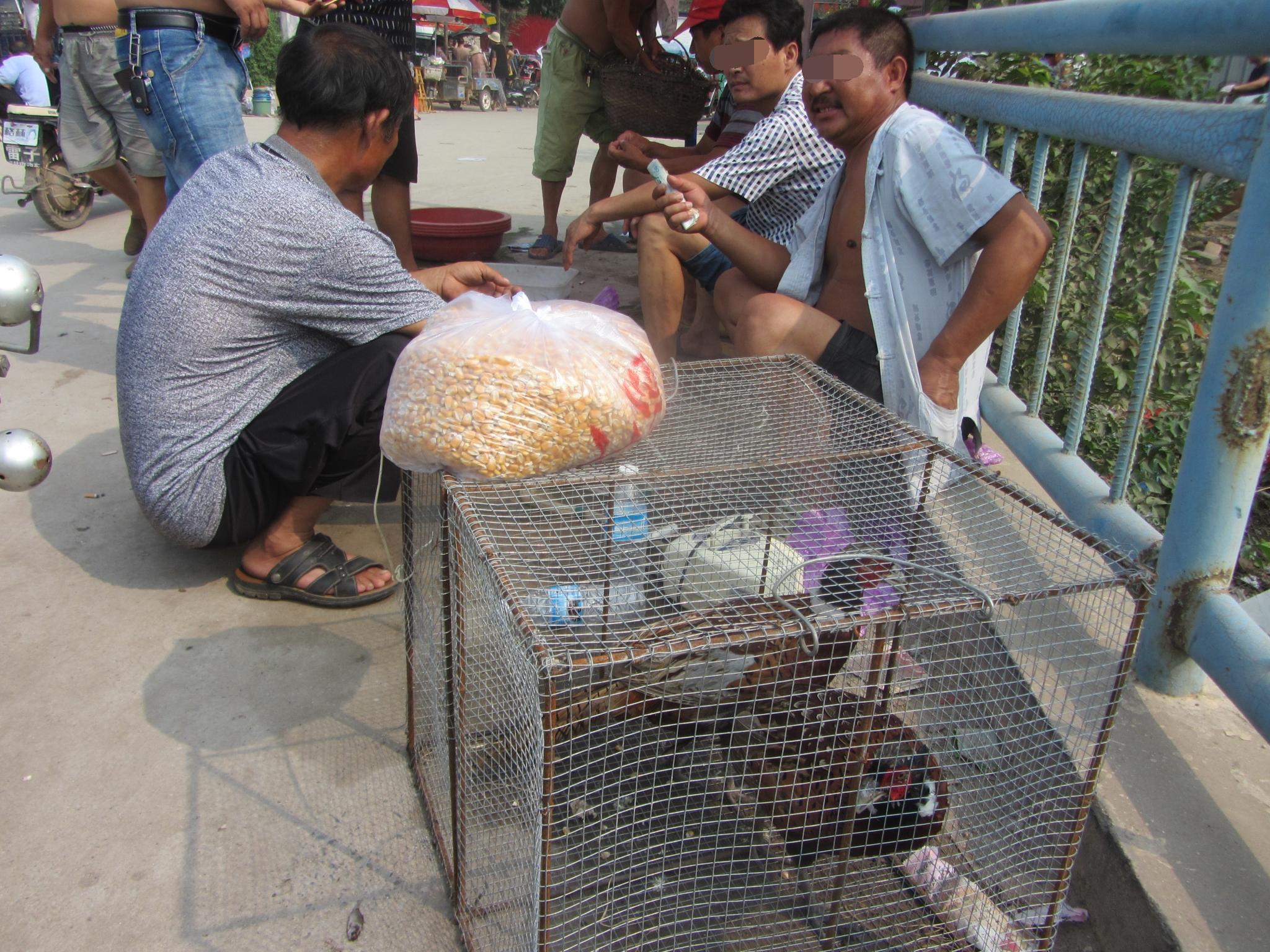 然而这两只山鸡却在笼子中异常安静,即便有人不断走过,都对它们没有