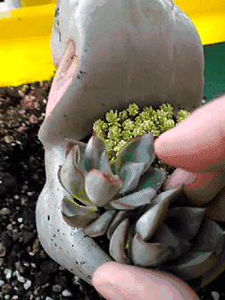 另外一个也种下去,然后在间隙里填土.