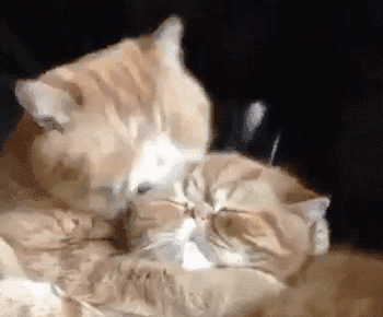 壁纸 动物 狗 狗狗 猫 猫咪 小猫 桌面 350_290 gif 动态图 动图