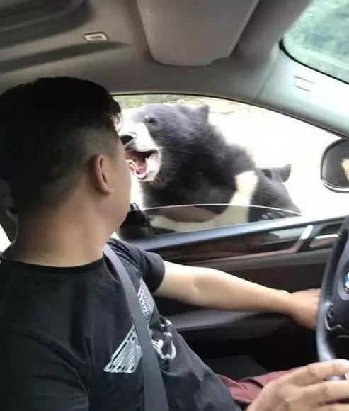 不长记性！游客在动物园开窗喂熊，结果被一口咬住