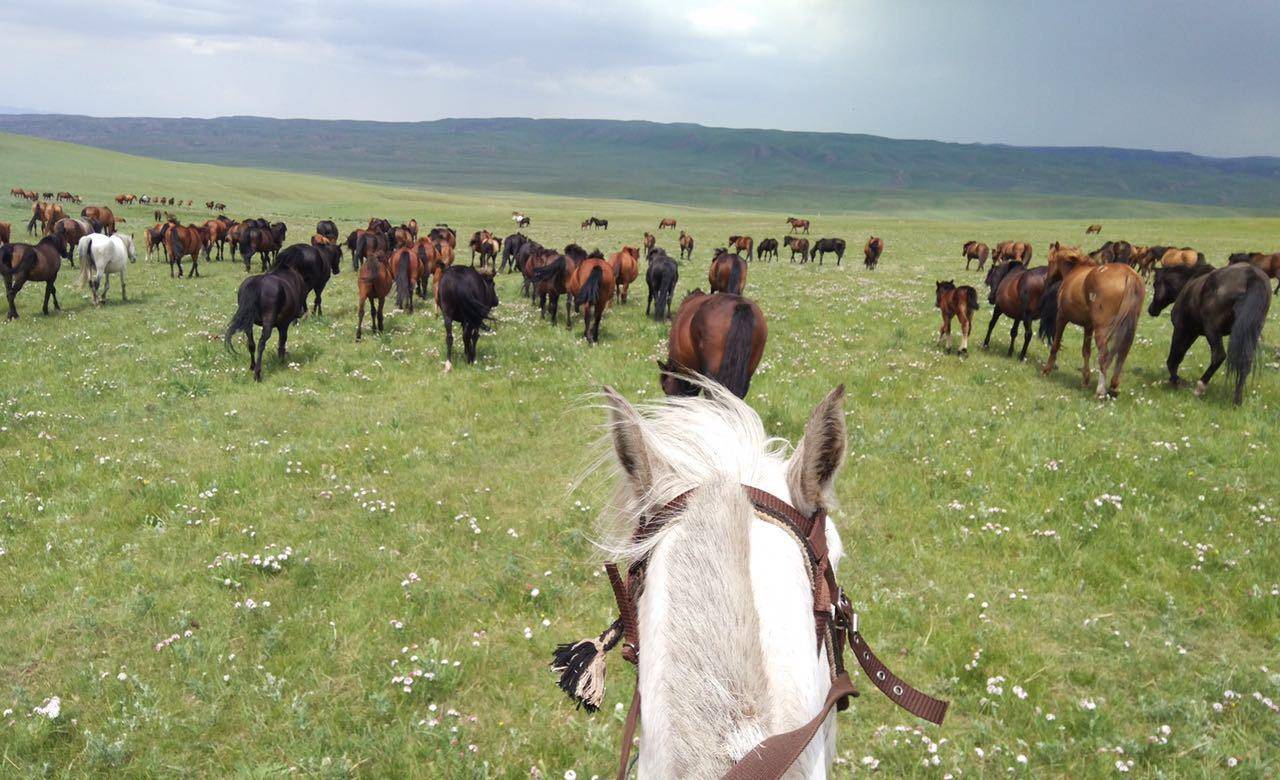 我在山丹军马场学骑马,再买一匹马穿越新疆 中国人写作日常
