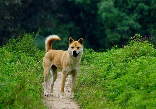 还有我们可爱的中华田园犬