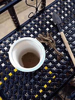 一个淡蓝高盆,兔耳朵老桩,大神绿叶脉提供的~嗯~土啊~小铲子什么的