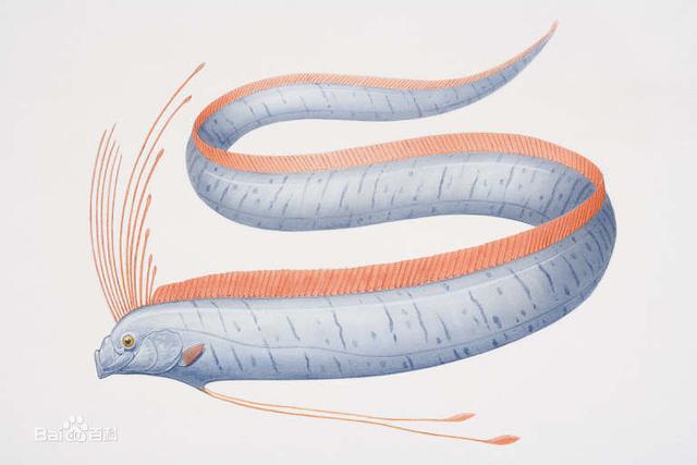 潮汕渔谚为什么要说“正月带鱼来看灯”呢？