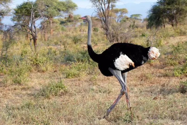 桑布鲁——追寻非洲野生动物绝对不能错过的一站