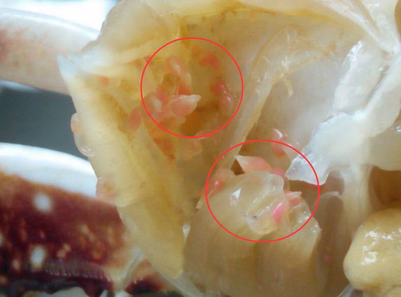 很多人爱吃这种蟹  剥开发现蠕动寄生虫！还能不能吃？
