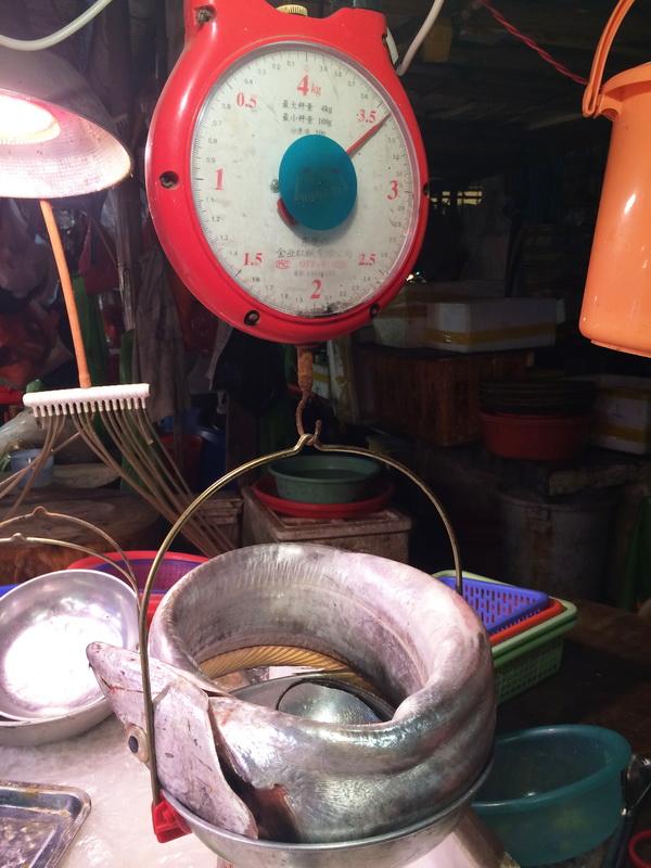 潮汕渔谚为什么要说“正月带鱼来看灯”呢？