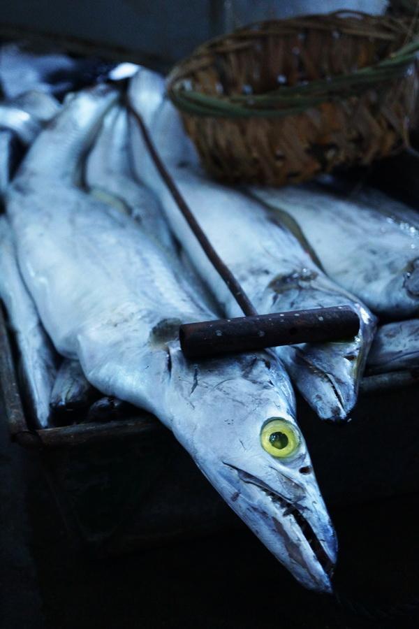 潮汕渔谚为什么要说“正月带鱼来看灯”呢？