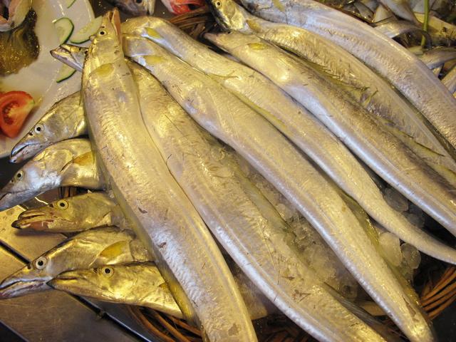 潮汕渔谚为什么要说“正月带鱼来看灯”呢？