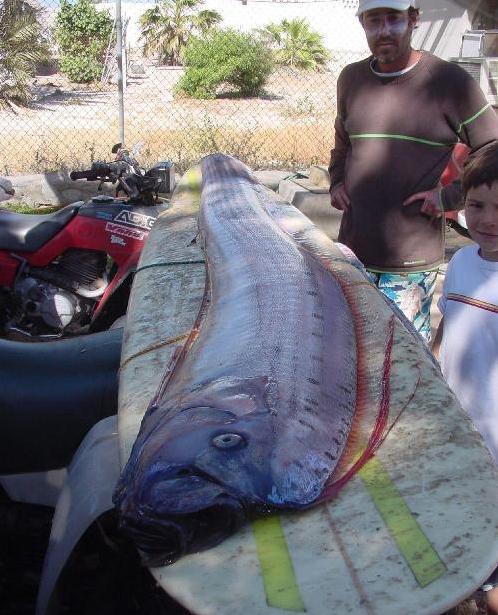 潮汕渔谚为什么要说“正月带鱼来看灯”呢？