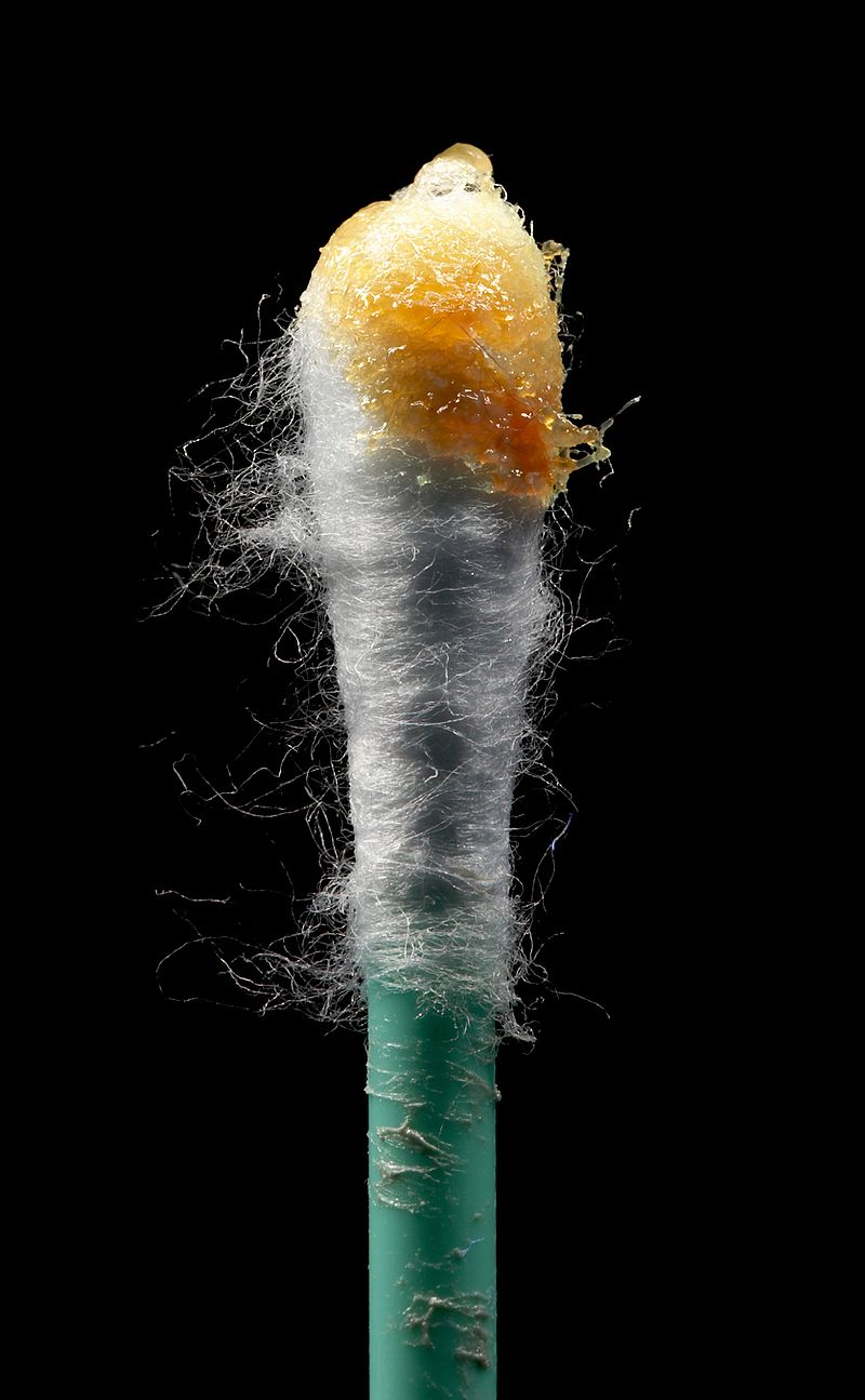 800px-Earwax_on_swab.jpg