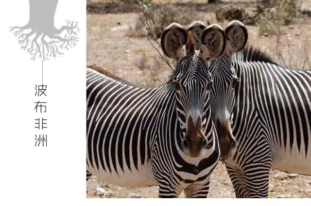 桑布鲁——追寻非洲野生动物绝对不能错过的一站
