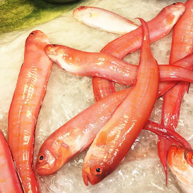 潮汕渔谚为什么要说“正月带鱼来看灯”呢？