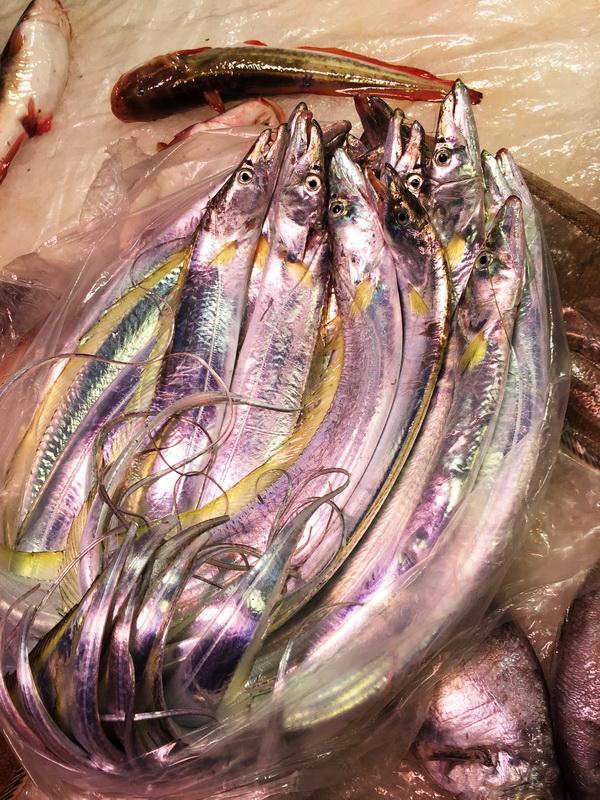 潮汕渔谚为什么要说“正月带鱼来看灯”呢？