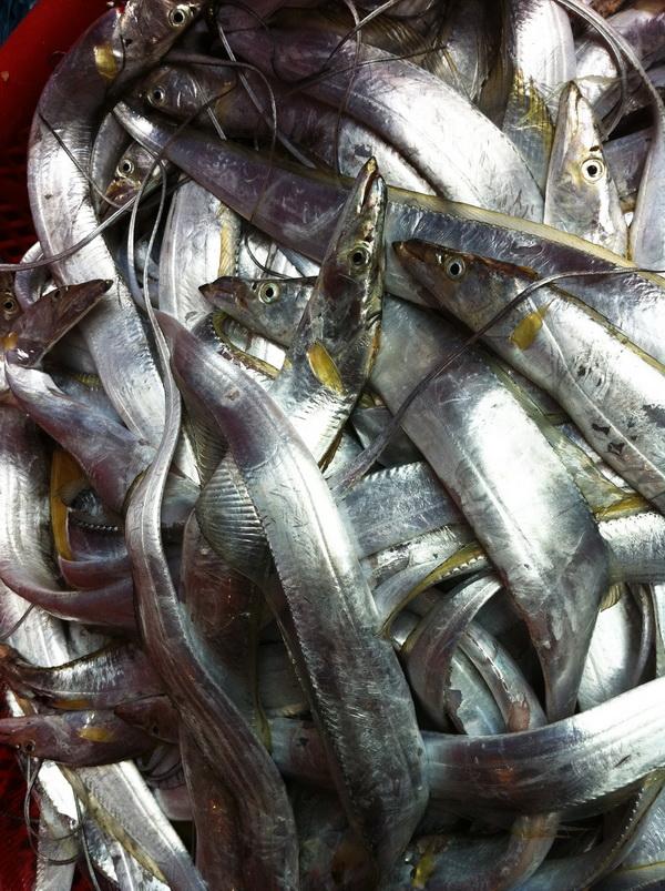 潮汕渔谚为什么要说“正月带鱼来看灯”呢？