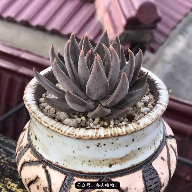 这一定是在假的包邮区!菜色是什么我才不知道