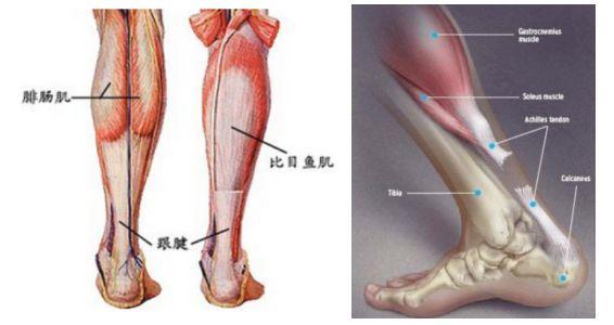 跑步时遇到受伤,小腿跟腱疼痛怎么办?几个方法教你解决困境