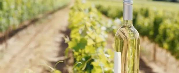 阿尔萨斯 | 世界品酒界公认的世界上最好白葡萄酒产区