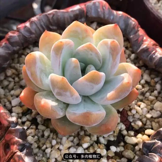 这一定是在假的包邮区!菜色是什么我才不知道