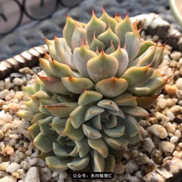 这一定是在假的包邮区!菜色是什么我才不知道