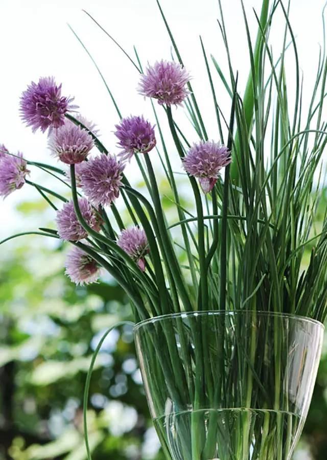 怎么种香菜出得又好又快不用种子 D02E2AF55B21223E342A17917783BE367DE9DCD1_size90_w640_h900.jpeg