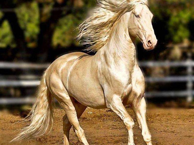 全世界最贵的的马一匹价值千万,全球只有大约1250只!