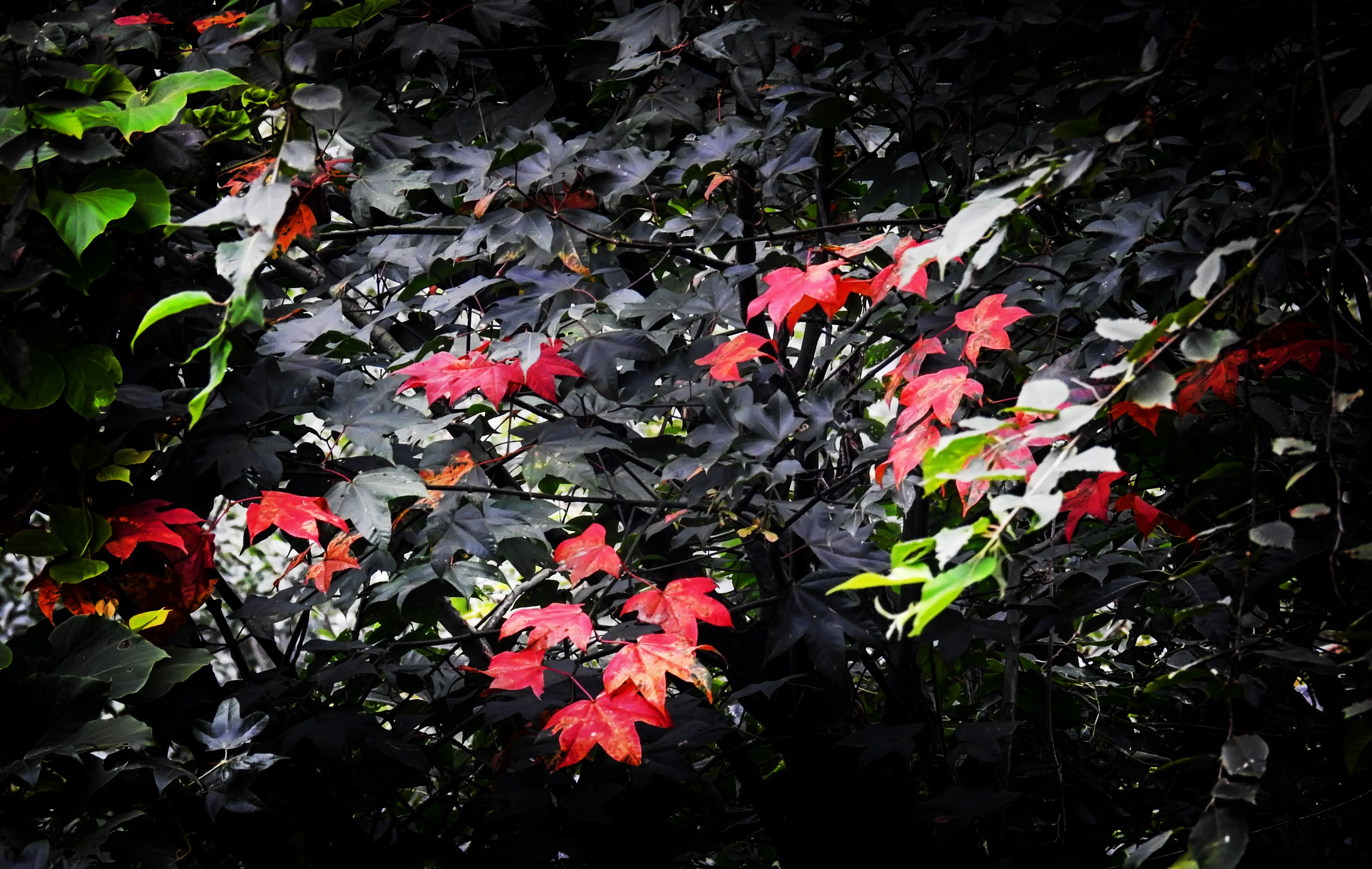 半山小憩,赐你一世清凉--峨眉山涧.云中花岭VS七里坪康养小镇_凤凰资讯