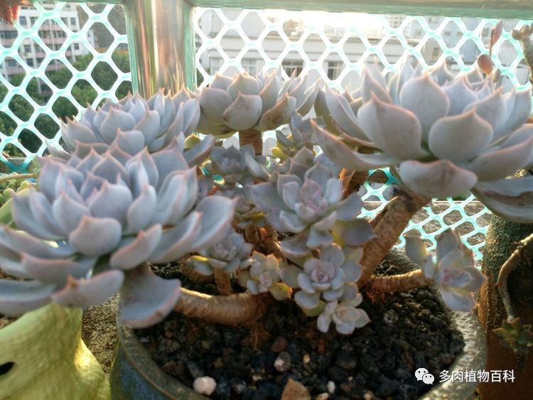 仙去但不想入的品种:腊牡丹,这个度过夏的,不难养,死因是被雾水虫咬了还露养。不再入是因为这货在广东很难出状态。还有新玉缀,珊瑚珠,千佛手,霜之朝,小玉,红唇,白马王子,千羽鹤,茜之塔,蓝松,姬星美人,薄雪,虹之玉锦,熊童子,绒针,条纹十二卷,蛛丝卷绢,吹雪之松锦,芳香波,生石花,天狗之舞,观音莲,雷童,神想曲,佛珠,佛珠锦,紫牡丹,爱之蔓,爱之蔓锦,若绿,佛甲草,万年草,小球玫瑰,瓦松,筒叶花月,五十铃玉,快刀乱麻,金钱木,红手指,红唇,汤姆漫画,子持白莲,紫米粒,烟熏莲,海星,白凤菊,银冠,照和,鹿角海