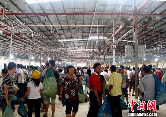 图为横县茉莉花交易市场。 邓惠文 摄