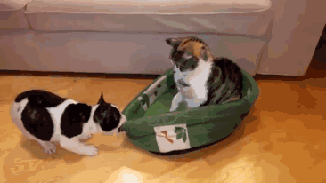 398FA34A92598E1763385877B3EE1624A0201BF2_size604_w366_h206.gif