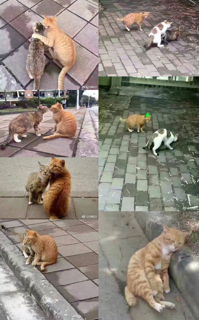 魅蓝Note6来了,比起小米我更心疼联发科