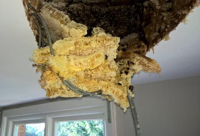 老房子的棚顶突然滴下蜂蜜，原来里面有一个巨大蜂巢