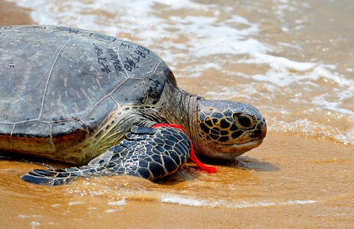 美媒称海南积极救助濒危海龟：愿离去30年海洋生物重返故乡
