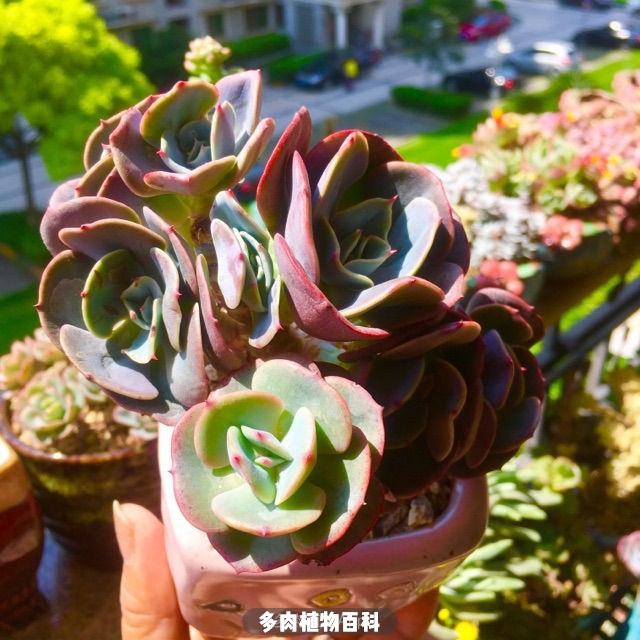 入肉坑防剁手档案:自古红颜多薄命!多肉亦如此