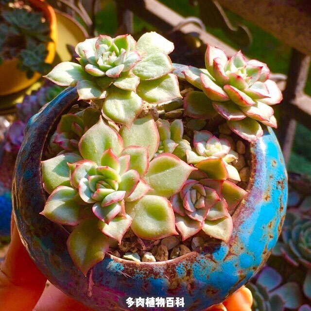 入肉坑防剁手档案:自古红颜多薄命!多肉亦如此