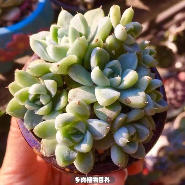 入肉坑防剁手档案:自古红颜多薄命!多肉亦如此