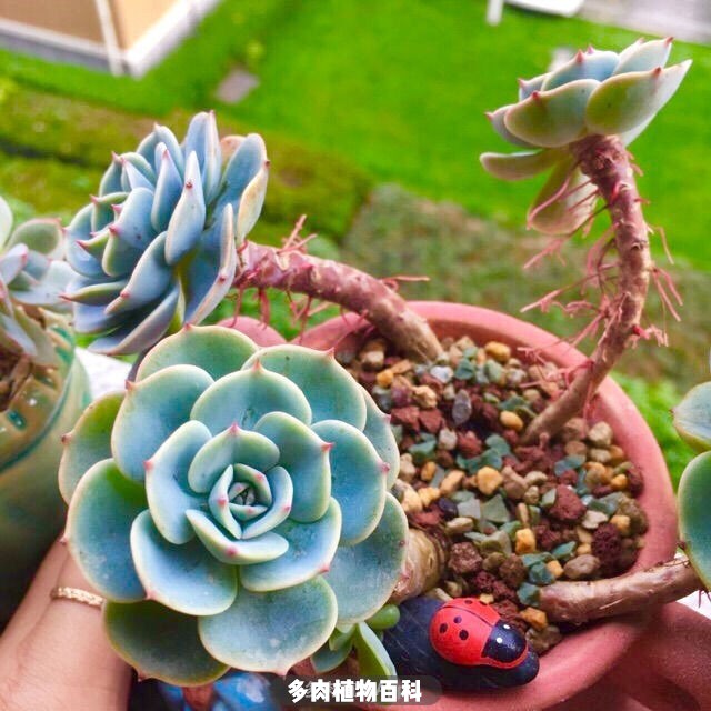 入肉坑防剁手档案:自古红颜多薄命!多肉亦如此