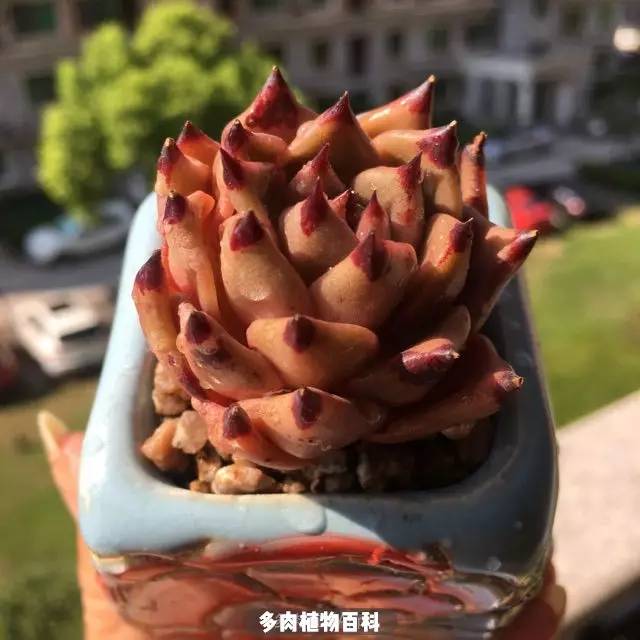 隋血 凤凰网