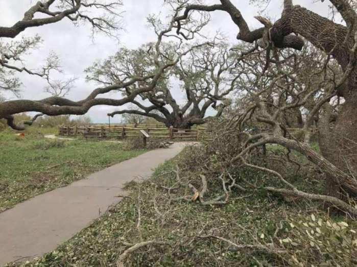 飓风中千年橡树依然矗立不倒, 千年来它已经受多次灾难